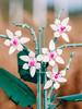 Lotus Orchidee Baustein Heimmöbel Steine Blumen Pflanzenmodell Steine Topfpflanzenstrauß Modell Romantisches Zuhause 728 STÜCK