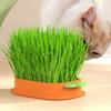 Kit de Cultivo de Grama para Gatos Hidropônico para Gatos de Interior Vaso de Trigo sem Terra com 5 Pacotes de Sementes para Controle de Bolas de Pelo