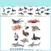 Conjunto de Modelos Realistas de Animais Marinhos Incluindo Baleias Golfinhos Tubarões Tartarugas Caranguejos e Mais Para Brincadeiras Educacionais e Decoração