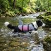 Shiny Scales Dog Swimming Suit Strong Buoyancy Puppy Safety Vests Dog Surfing Suit  Pet Safety