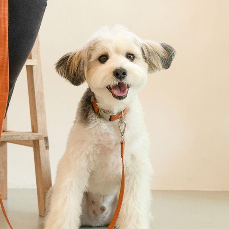 Foreverybari Leash Set (camel)