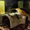 Creative Lifelike Hollow Lizard Hideout Caves Trunk Habitats Tortoise Hideout Small Reptile Caves