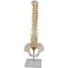 Standing Human Skeleton Model with Medium Spine and Pelvis