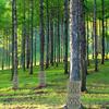 3 pezzi di protezione per tronco d'albero, protezione ecologica in PP flessibile, protezione per corteccia d'albero, protezione da giardino