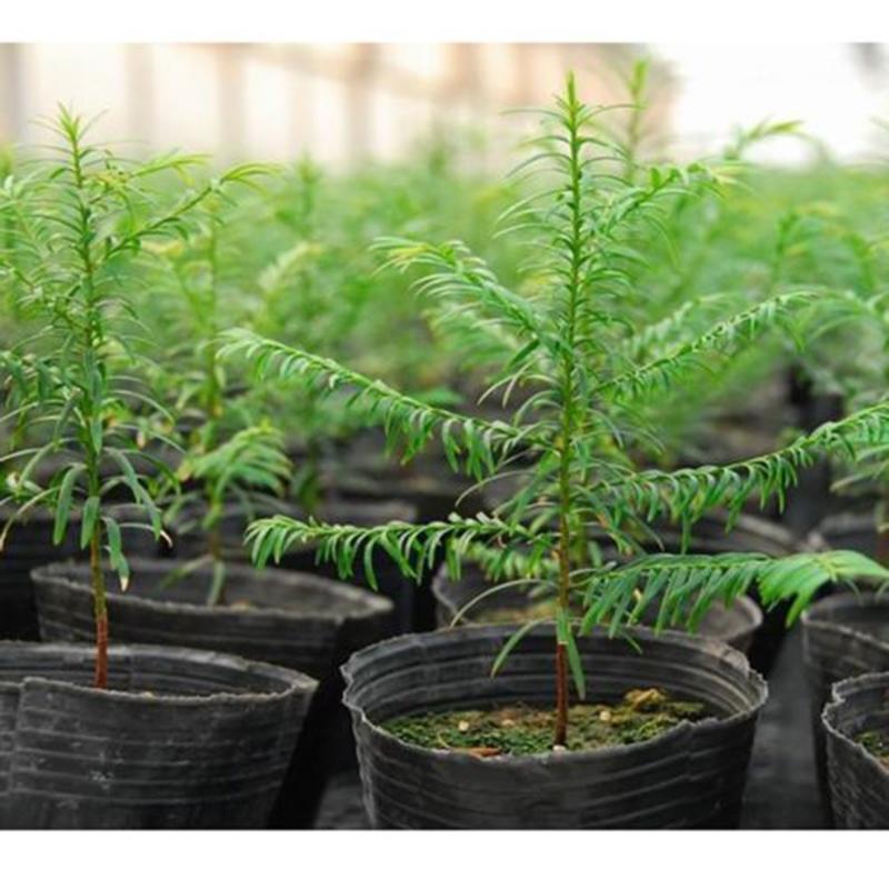 Recipientes para Plantas de Jardim Pacote de 100 unidades Preto com Design Oco no Fundo