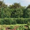 VidaXL Diamond Mesh Fence with Flange, Decorative Fence Panel, Mesh Fence, Protective Barrier 153947