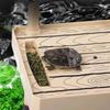 DIY Tortoise Basking Platform Plastic Fish Tank Ornaments Turtle Platform  Brazilian Water Turtle