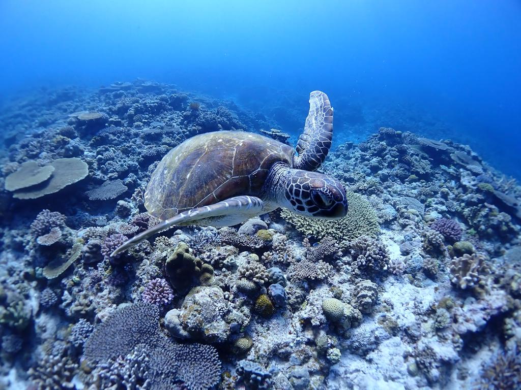 OM Waterproof Protector SYSTEM/OLYMPUS TG-6 PT-059