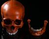 Resin Fox Skull Model for Science Education & Halloween Props