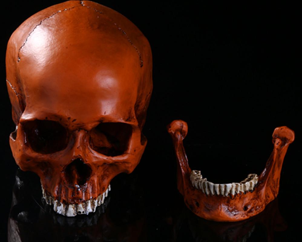 Resin Fox Skull Model for Science Education & Halloween Props