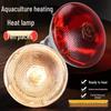 Reptile – Terarii pentru reptile