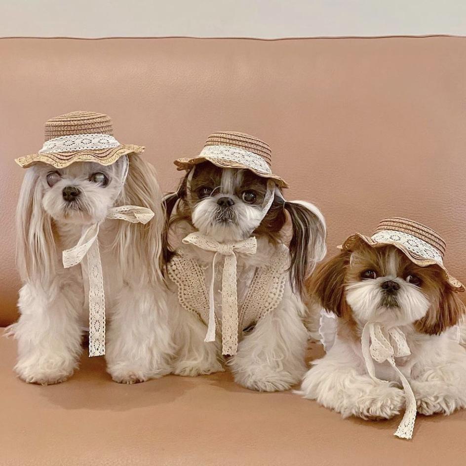 Katze Haustier Hund Hut Kleiner Hund Teddybär Sonnenschutzhut Ländlicher Stil Dekoration Foto Kopfschmuck Niedlicher Sonnenschirmhut Hunde Zubehör