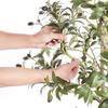 Artificial Olive Tree, 1.5 m Tall Faux Plant, Secure PE Material & Anti-Tip Tilt Protection Low-Maintenance Plant, Lifelike Green Fake Potted Tree for