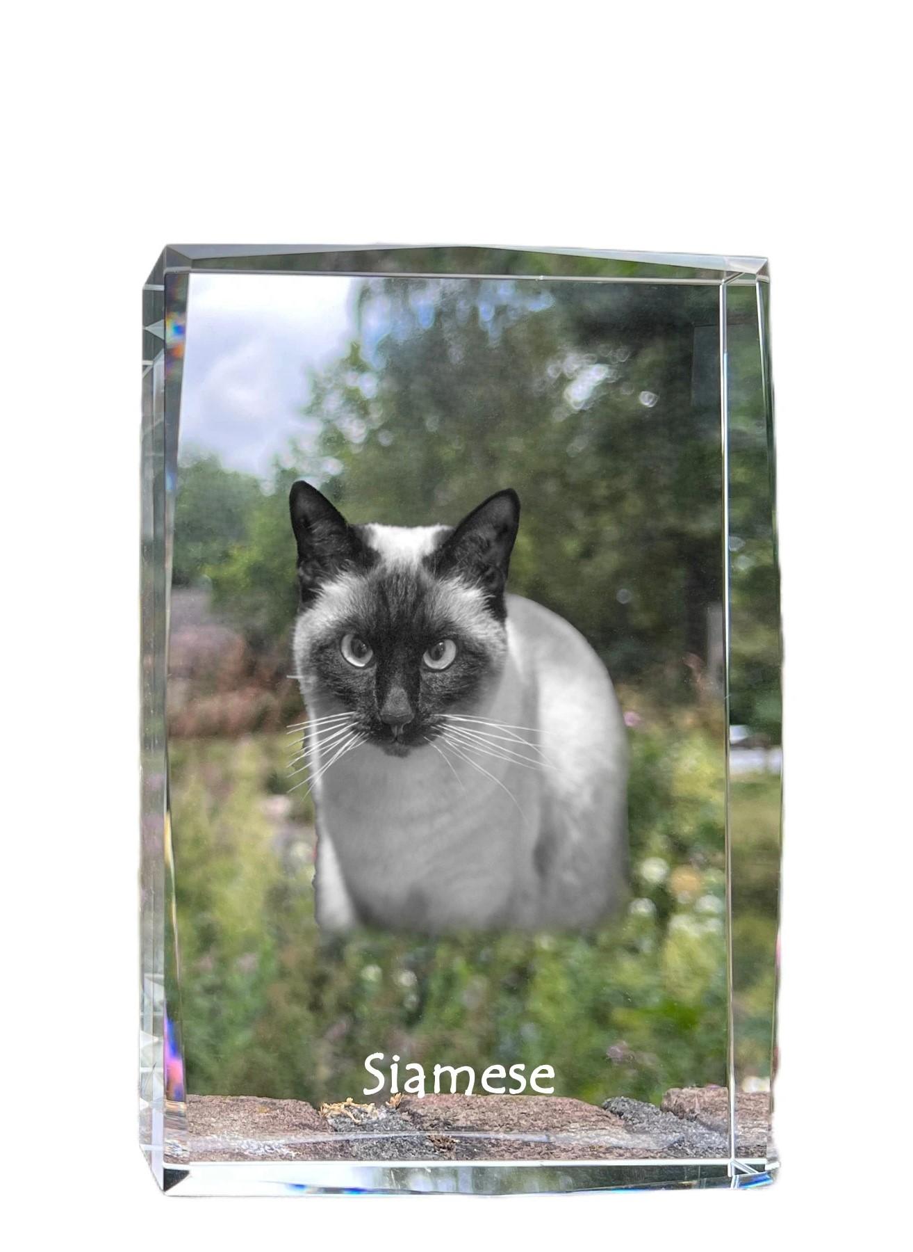

Siamese - crystal with a picture of a cat, photo in glass, modern exhibition of Art-Dog brand photo прозорий