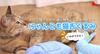 Nippon Seal Nyantomo Nekojita Plush Toy, Whale Shark, Blue, Cat Toy, Grooming Tool, Etiquette Brush, Plush Toy, Direct from Manufacturer, N70J