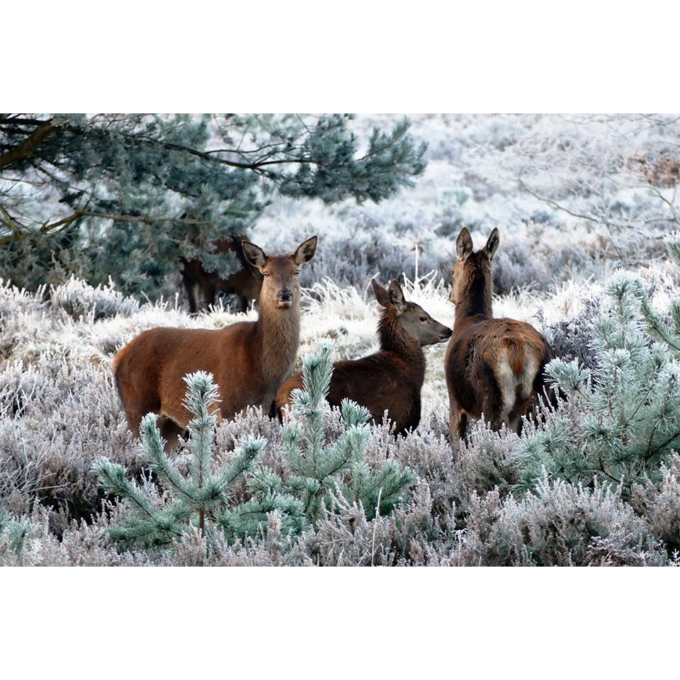 

Животное 5D DIY алмазная живопись горный хрусталь фотографии круглый алмаз вышивка крестиком комплект мозаика подарки домашний декор Full Round 20x30CM