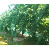 Special Bird Repellent Net for Vegetable and Orchard1Sheet Mesh Bird-Resistant Fence Plant Flower Insect Protection Net