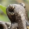 Frog Plant Pot Decoration Resin Easy to Install Statue Vintage Frog Ornament for Garden Patio Flower Pots