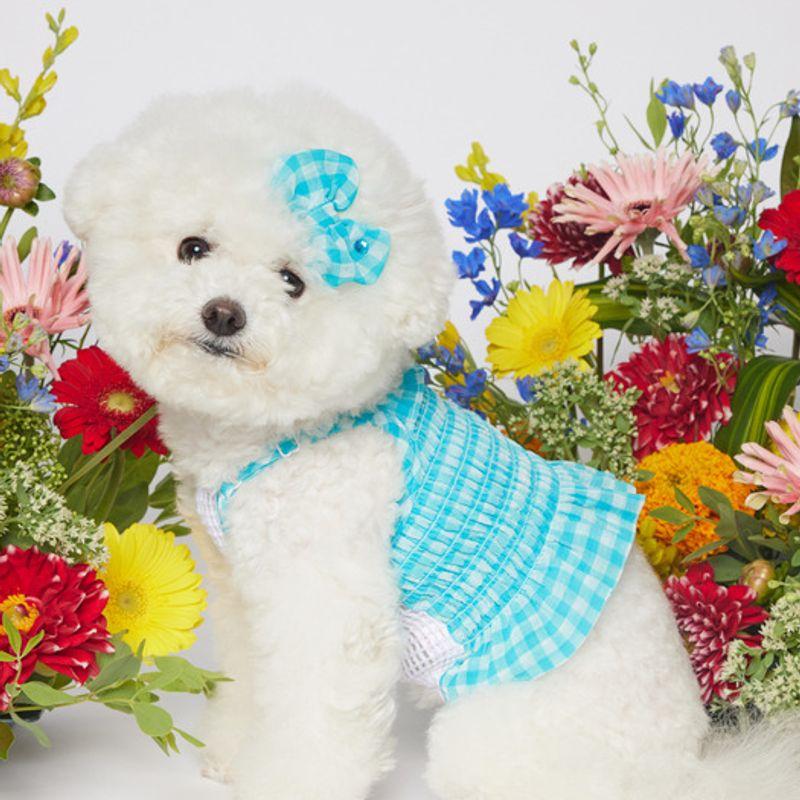 SALTYHEARTY Hello Crop Blouse New Check BLUE