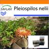 Garden In the Bag - Living Granite - 40 Seeds - With Substrate In a Fitting Stand Up Bag - Pleiospilos Nelii
