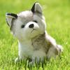 Plush Doll Husky Soft Toy Stuffed Animal Cute Dog Christmas Baby Kids Hot Toy