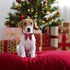 1 Hundehalsband mit Schleife, Thanksgiving-Hundehalsband, verstellbares Hundehalsband aus Baumwolle mit Fliege für mittelgroße Hunde