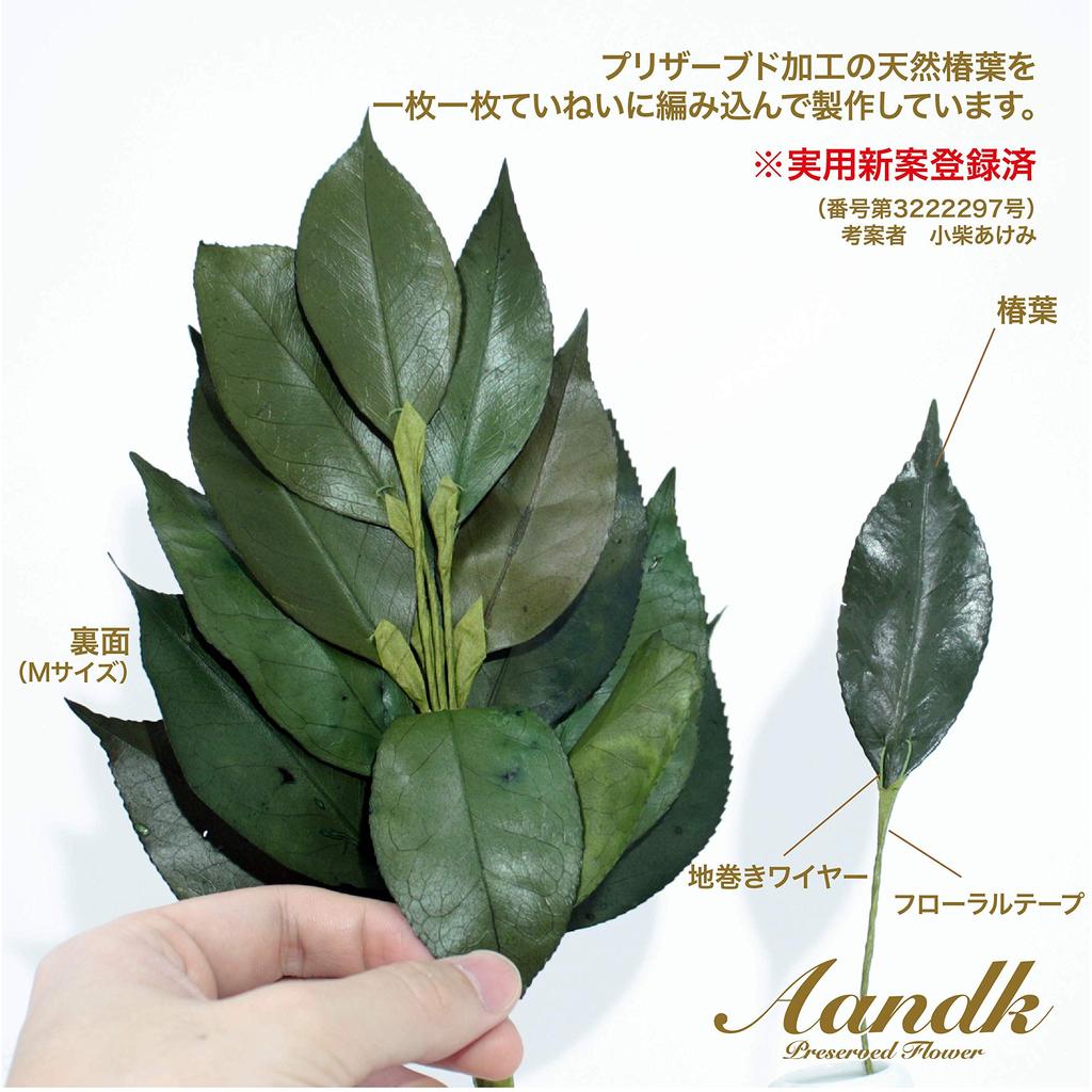 [A&K] Celebratory Preserved Sakaki Tree [Made with Fresh Leaves] (Utility Model Registration No. 3222297) Never-withering Sakaki Tree, Camellia, No