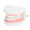 Dental Denture Model 28Pcs Standard Adult Teeth Model Medical Teaching Tool