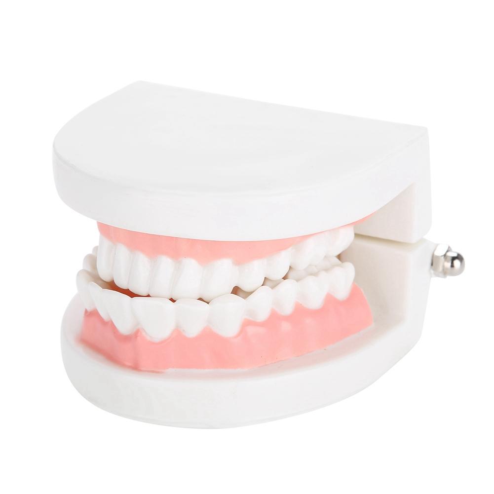 Dental Denture Model 28Pcs Standard Adult Teeth Model Medical Teaching Tool