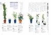 Enjoying Potted Pruning and Cultivation Methods Roses Easy-to-Understand