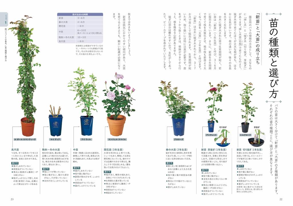 Enjoying Potted Pruning and Cultivation Methods Roses Easy-to-Understand