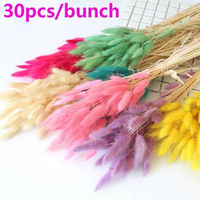 Nově 30ks Bunny Tails Přírodní sušené květiny Pampas Grass Home Decor