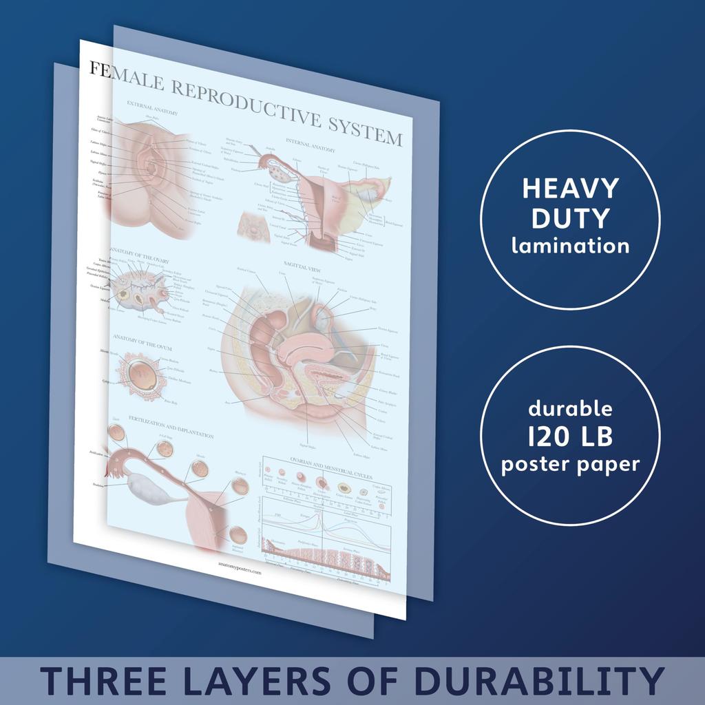 Palace Learning Laminated Female Reproductive System Anatomy Diagram Female Anatomy Poster X - - 45.7cm 61.0cm