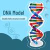 DNA Double Helix Model Kit for Biology Education - DIY Science Toy for Middle & High School Students