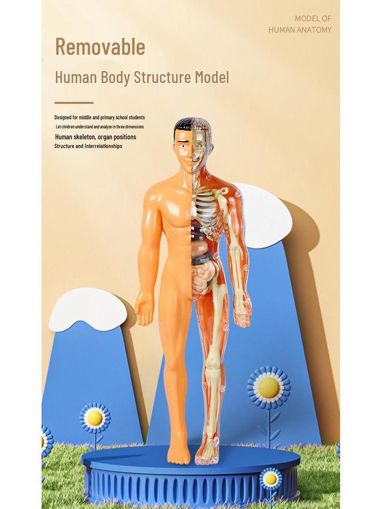 Detachable Human Skeleton Model Educational Toy for Kids