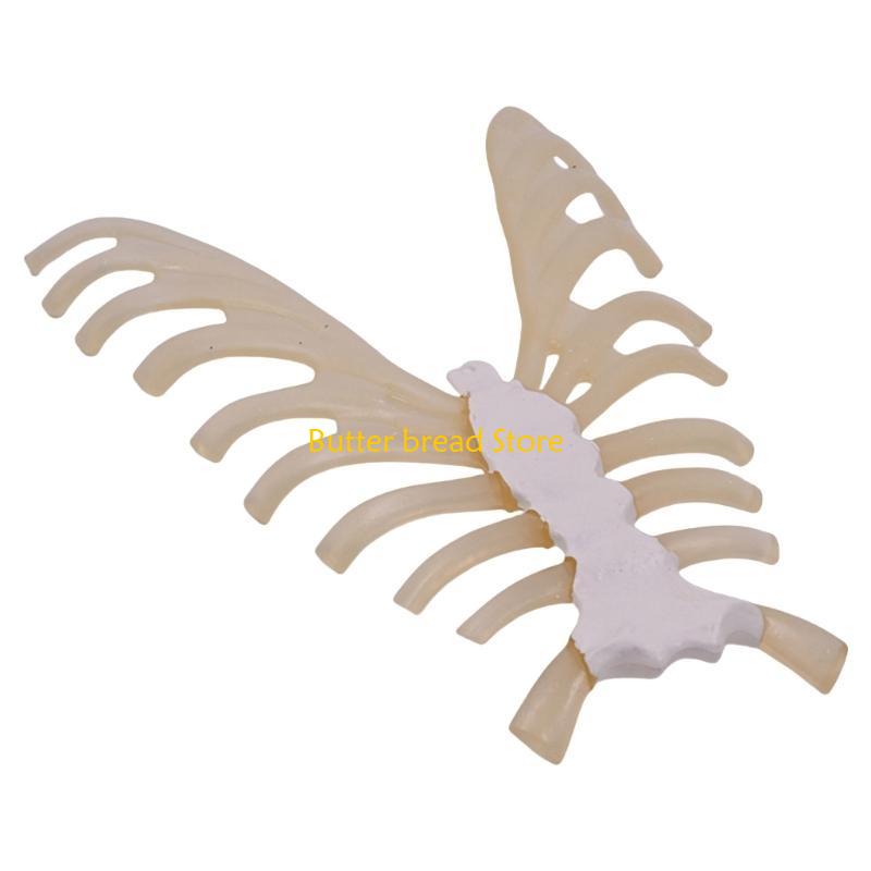 W89C Human Sternum Model Human Skeleton Model for Anatomy Medicals Teaching Model