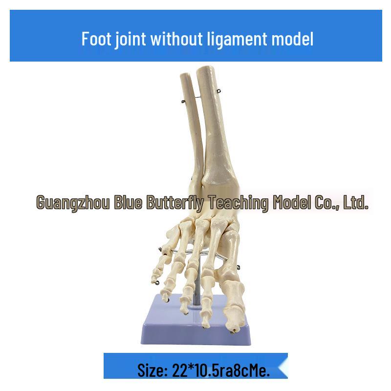 1:1 Human Skeletal Joint Model: Knee, Shoulder, Elbow, Hand, Foot, Hip