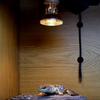 ARCADIA Halogen Spot Heating Bulb (UVA) 35W