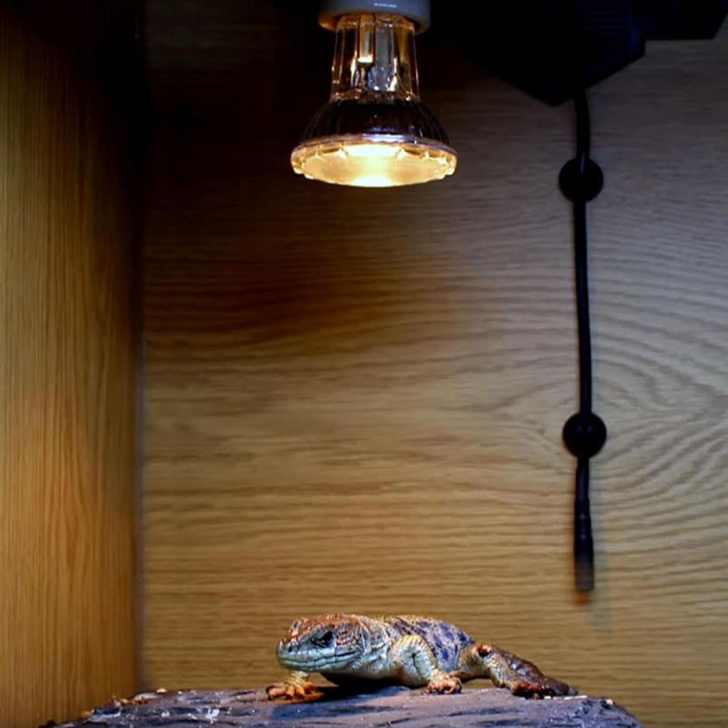 ARCADIA Halogen Spot Heating Bulb (UVA) 35W