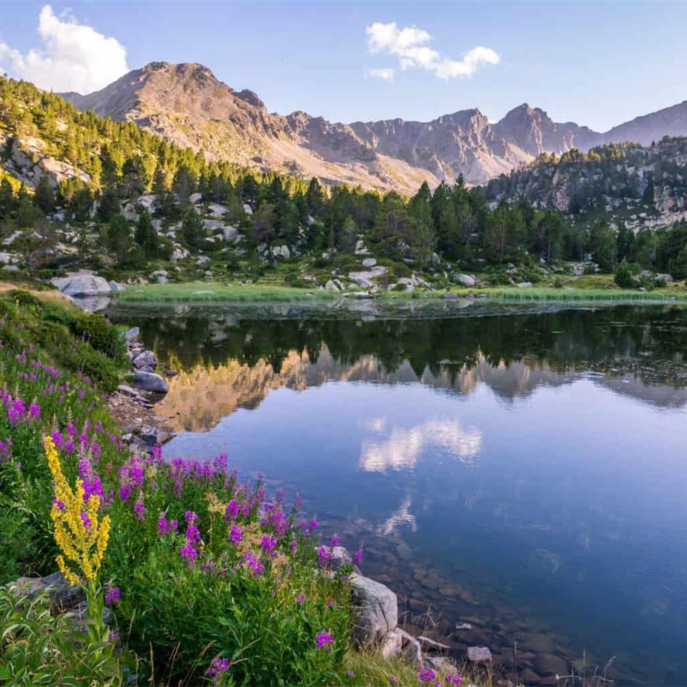 MomoArt Diamond Painting Blumen Vollrunde Bohrer Diamantmosaik Berg 5D DIY Kunst Perlenstickerei Landschaft Heimdekoration