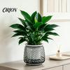 Deep Soil Planting Basin Self Watering Planter with Wick Rope for Indoor Plants, Double Layer Pot Home Transparent Hydroponic Planter, Decorative