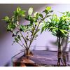 6Pcs PC Aquarium Plant Holder Mini Size Transparent Aquarium Support Cup Aquarium Accessories Fish Tank Planter Aquarium Use