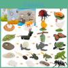 Animal Model Set Pvc Collectible Insect Bird Reptile Amphibian For Education And Display