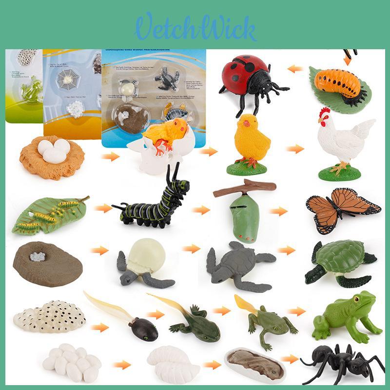 Animal Model Set Pvc Collectible Insect Bird Reptile Amphibian For Education And Display