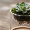 Glass Terrarium For Mountain Views Moss Planter Hydroponic Plant Container Multifunctional Cup Home Decoration Great Gift
