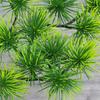 Single Large Pine Needle Beauty Pine Branch Green Plant Accessories Garden Landscaping Big Tree Beauty Pine