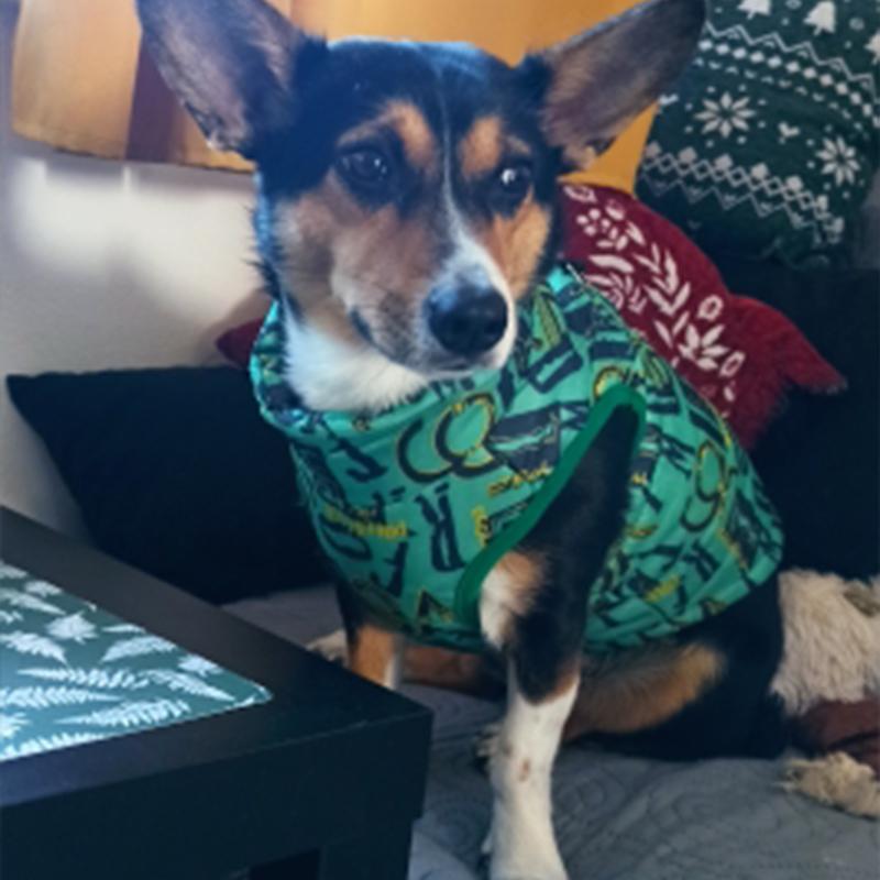 Hundekleidung für kleine Hunde Yorkia Mini Chihuahua Hundekleidung Winterkatzenjacke Mantel für Mopswelpen Daunenmantel Sphynx Haustierbekleidung