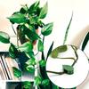 Plant Vine Traction Clip  Wall Fixing Clip Self-adhesive Hook