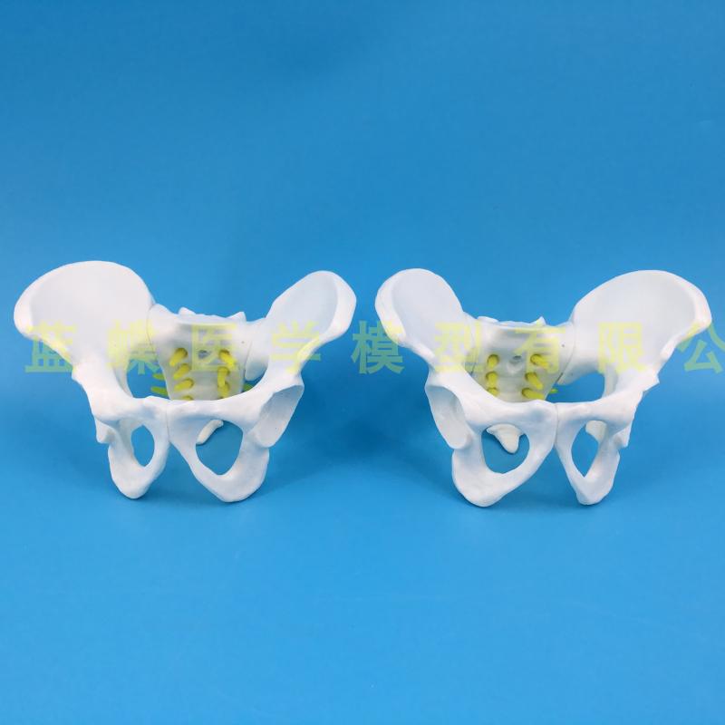 Compact Female Pelvic Examination Model - Gynecological Anatomy Specimen