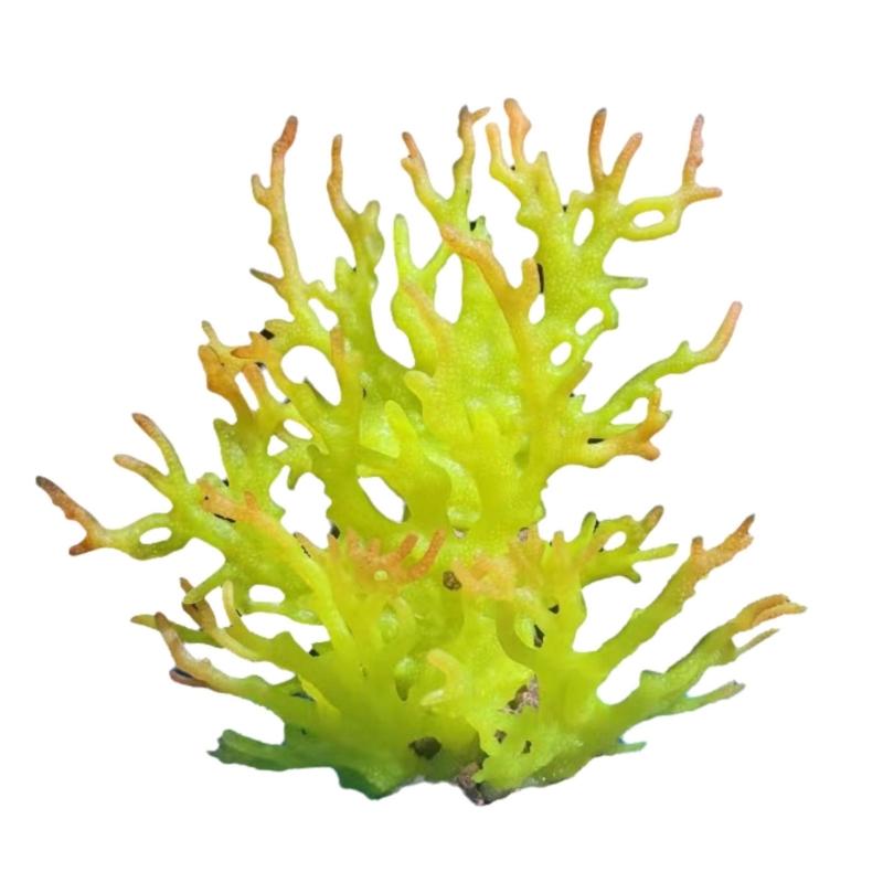 Water Plant Tree for Fish Tanks Aquarium Decorations Beautiful Appearance Artificial Plant Tree Multicolored Coral